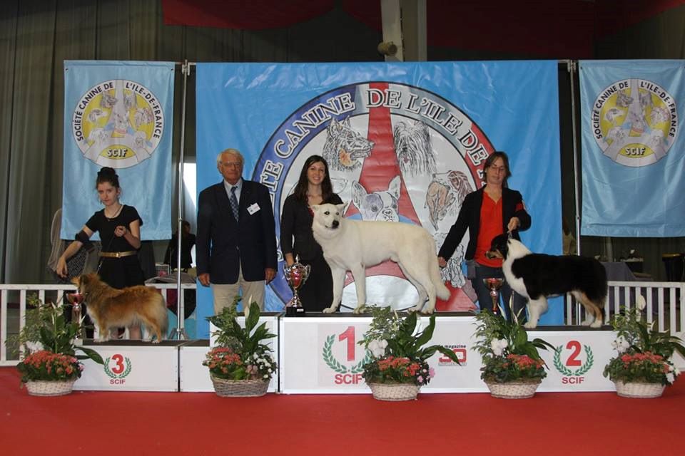 Du Domaine Du Boisgeloup - Exposition canine de Pontoise du 26 et 27 septembre 2015