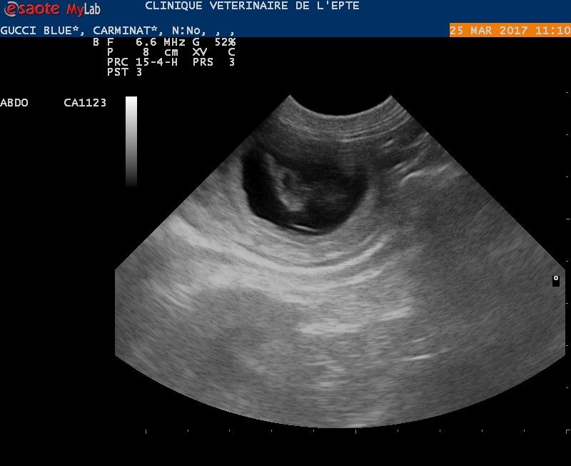 Du Domaine Du Boisgeloup - Gestation 2017 confirmée