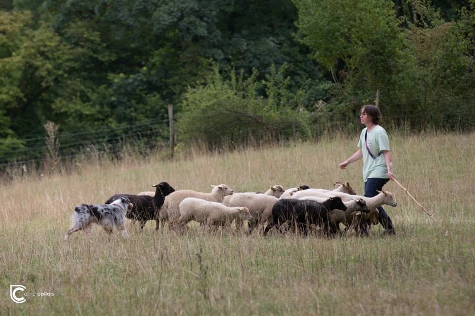 Du Domaine Du Boisgeloup - Journée troupeau