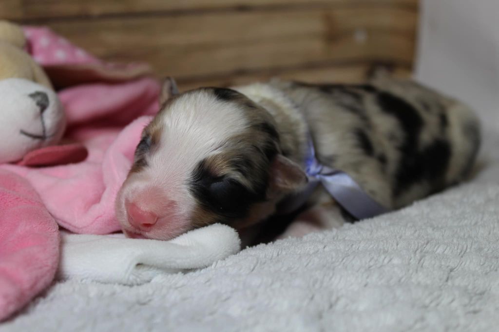 Les premiers bébés de SPAIKO